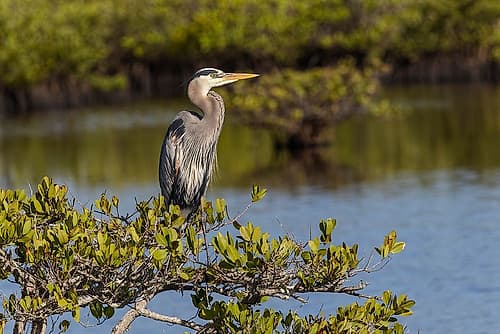 Great blue heron in red mangrove. Merritt Island National Wildlife Refuge, Florida Art Print